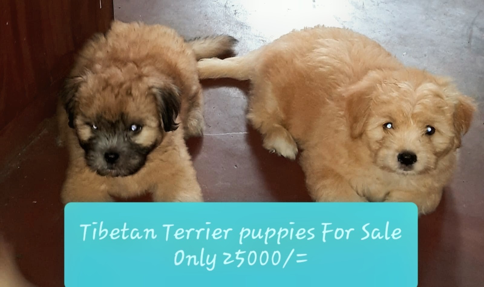 Tibetan Terrier Puppies For Sale