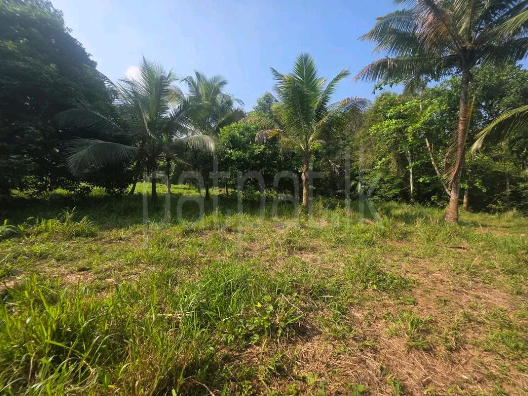 Agricultural Land for Sale in Maho
