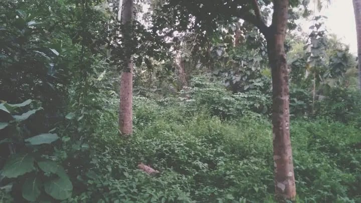 Commercial Land for Sale in Wariyapola ads-image-1