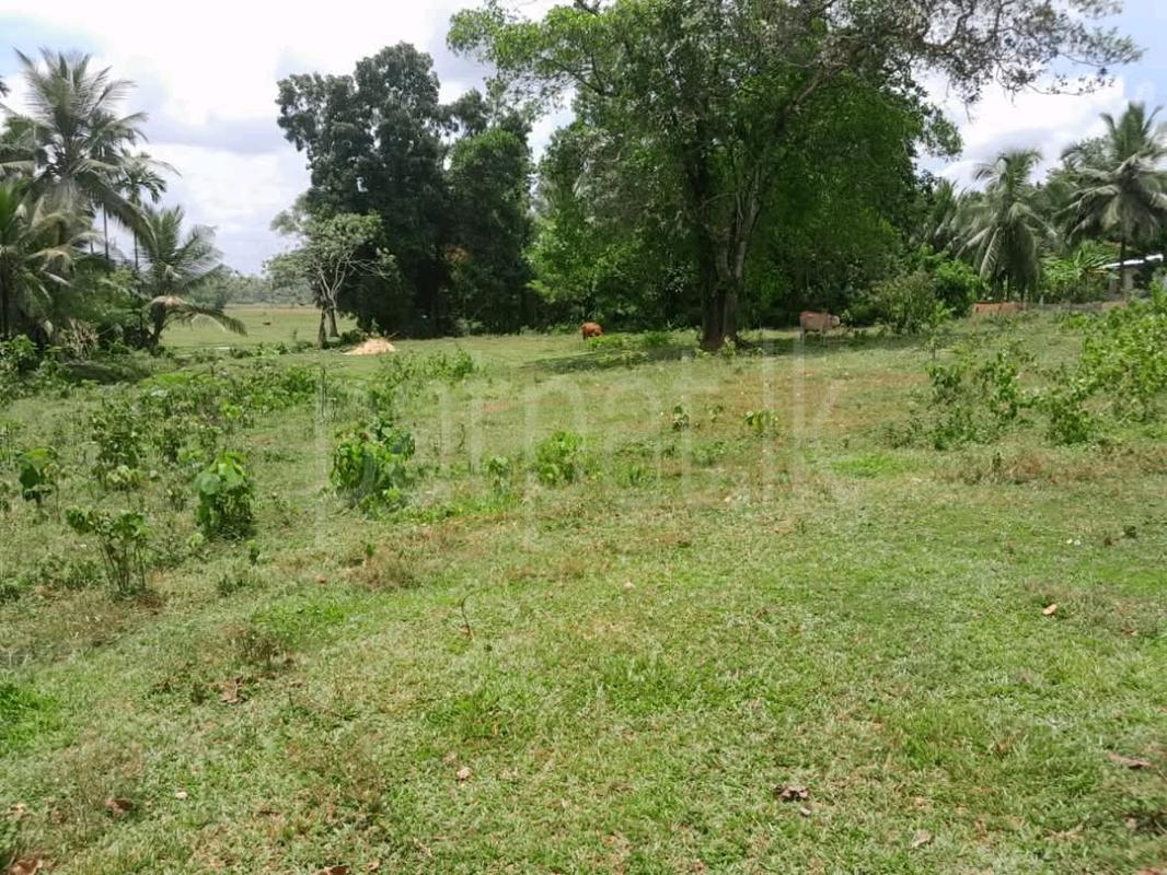 Agricultural Land for Sale in Mawathagama ads-image-1