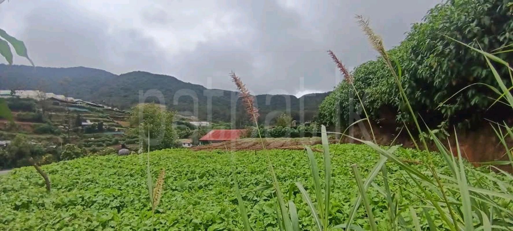 Agricultural Land for Sale in Nuwara Eliya ads-image-1