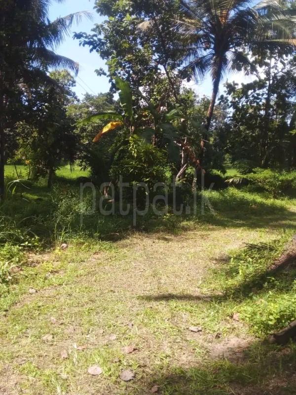 Commercial Land for Sale in Kalugamuwa
