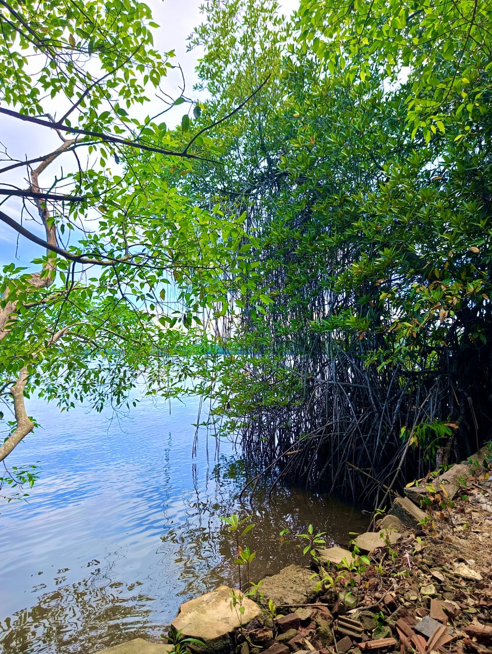 Commercial Land for Sale in Bentota