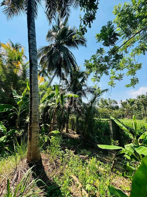 Agricultural Land for Sale in Ridigama