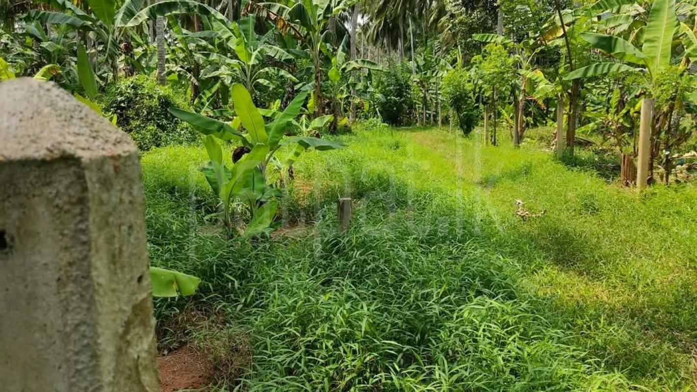 Agricultural Land for Sale in Galewela ads-image-1