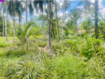 Residential Land for Sale in Gampaha