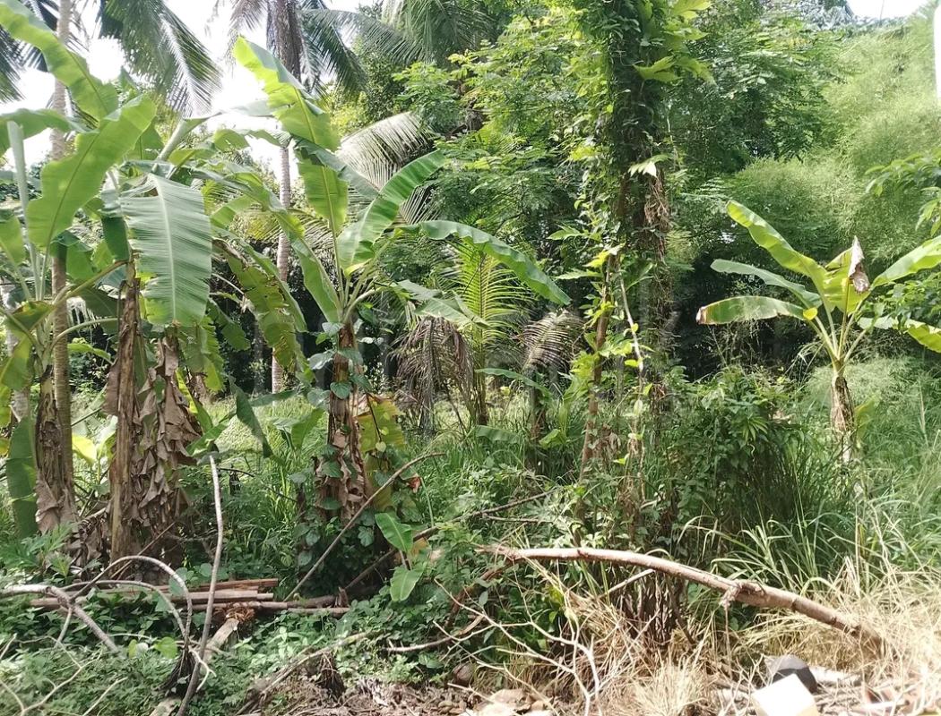 Agricultural Land for Sale in Veyangoda