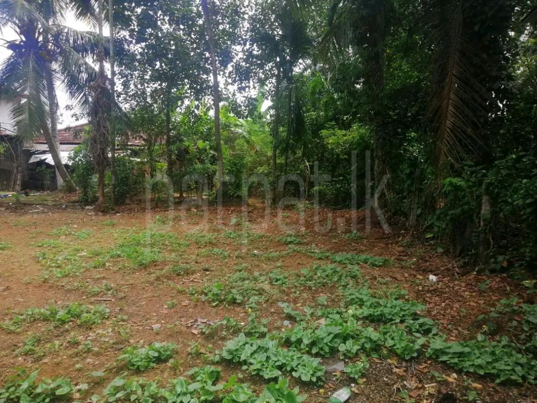Agricultural Land for Sale in Ridigama