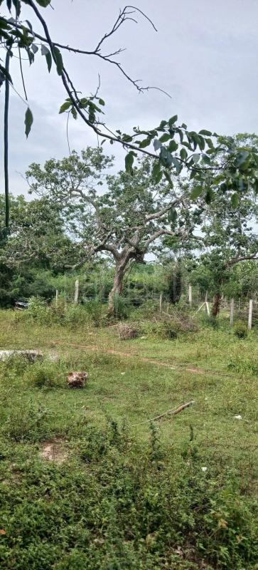 Residential Land for Sale in Kataragama