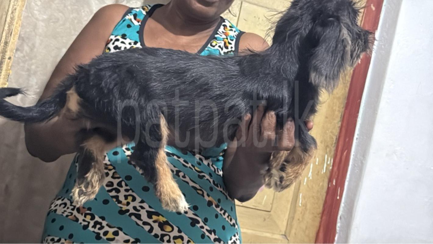 Beautiful dachsund and shit zu mix puppies ads-image-1