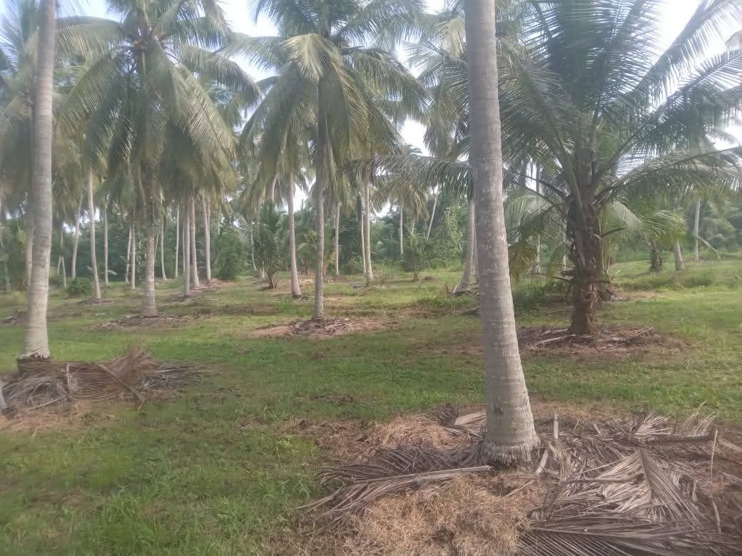 Agricultural Land for Sale in Pallama
