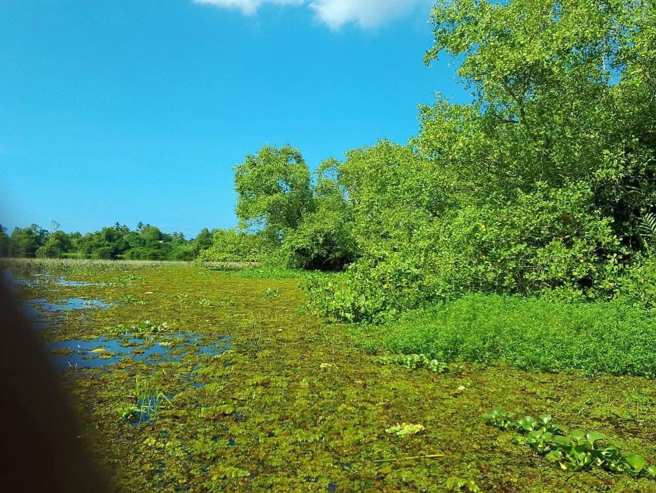 Agricultural Land for Sale in Panadura