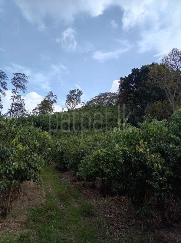 Agricultural Land for Sale in Ahangama ads-image-1