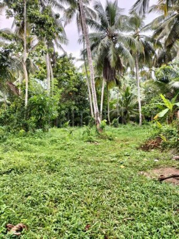 Agricultural Land for Rent in Bemmulla ads-image-1