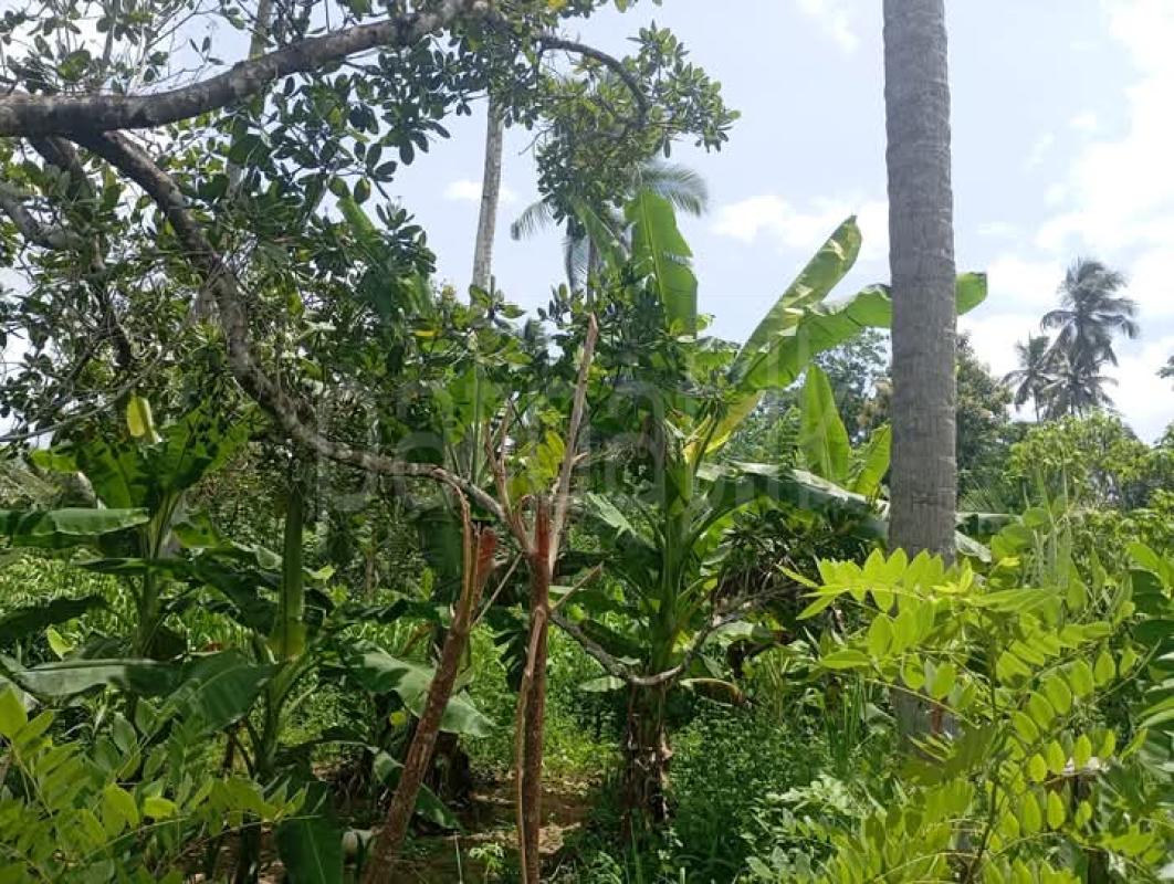 Agricultural Land for Sale in Naranwala ads-image-1