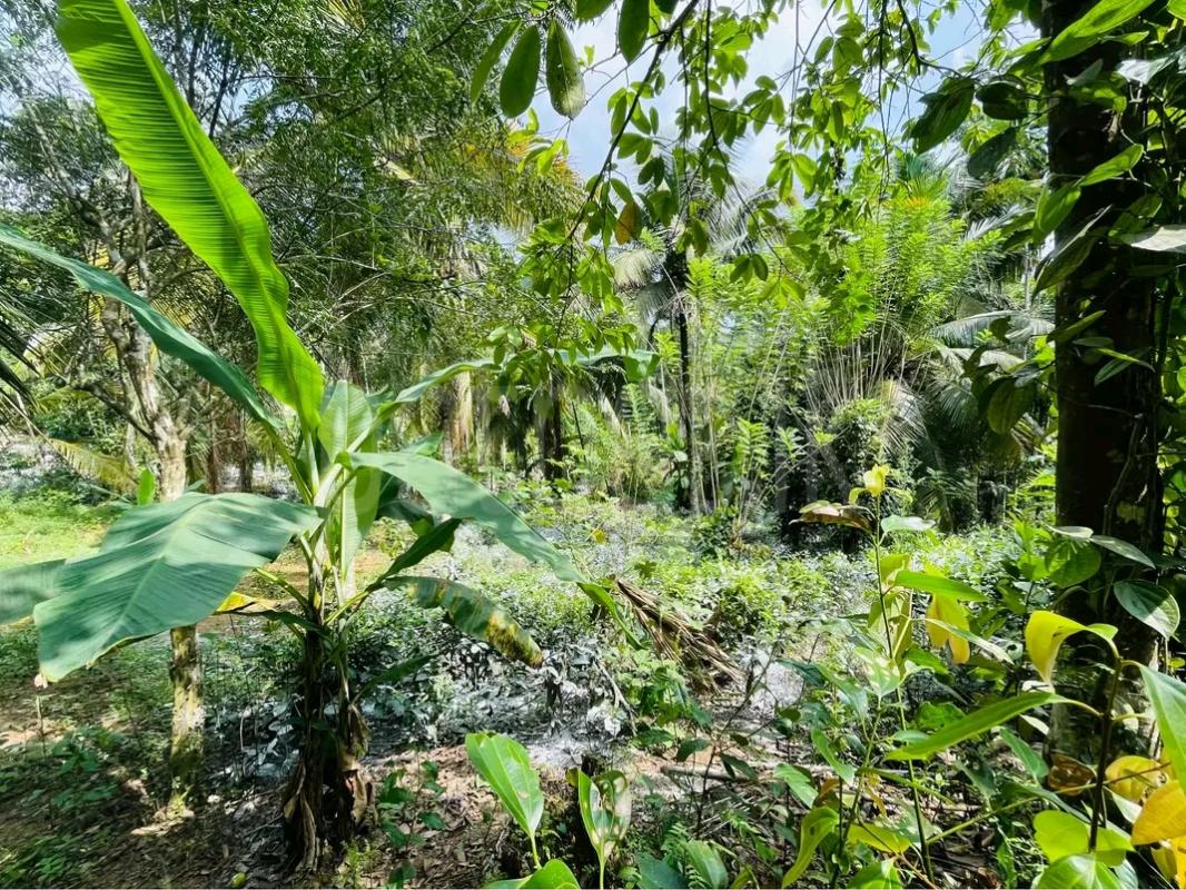 Agricultural Land for Sale in Maho