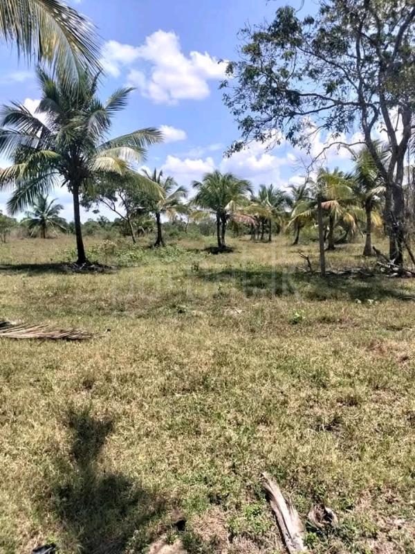 Agricultural Land for Sale in Mawathagama ads-image-1