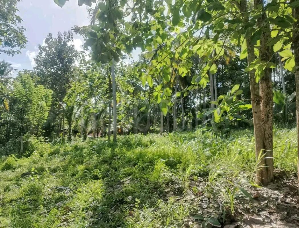 Agricultural Land for Sale in Veyangoda