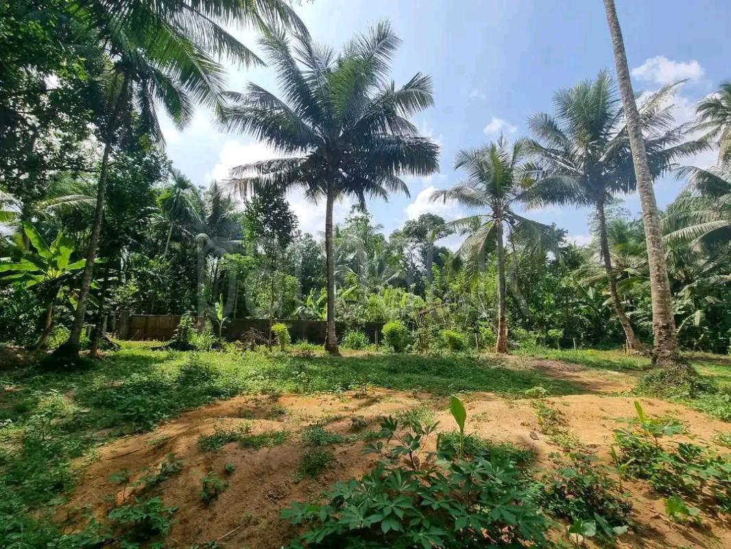 Agricultural Land for Sale in Ridigama ads-image-1