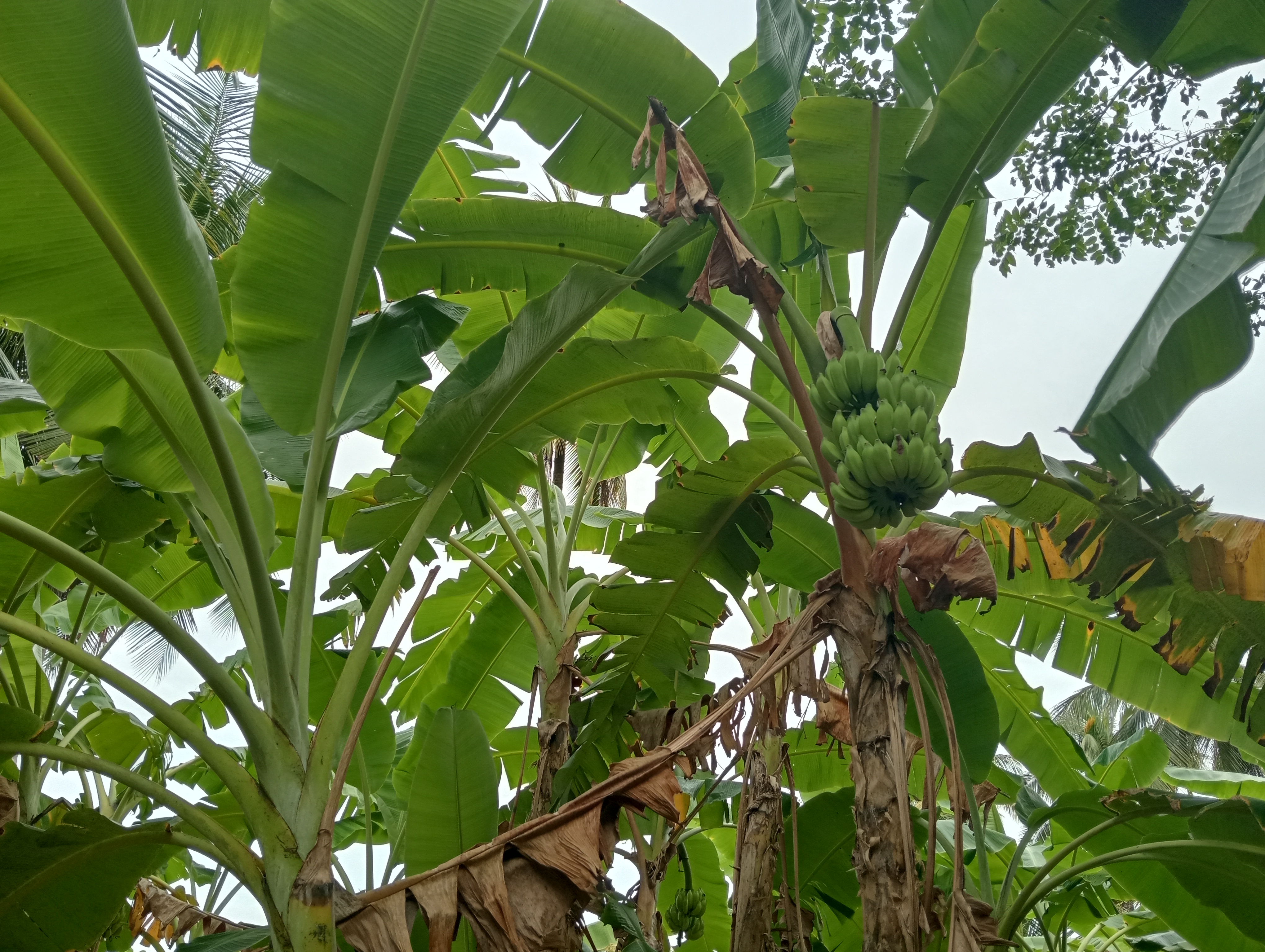 Residential Land for Sale in Katana