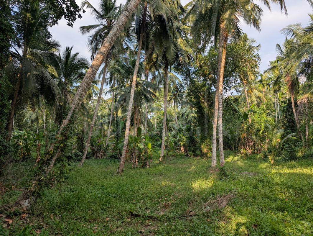 Residential Land for Sale in Divulapitiya ads-image-1