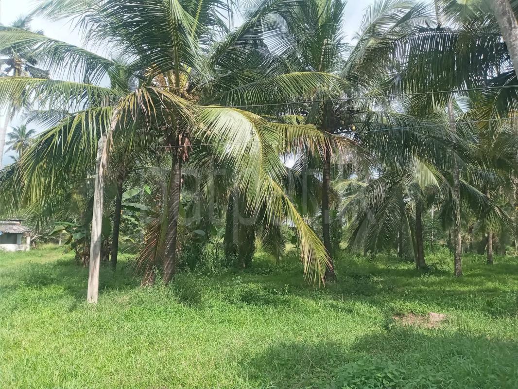 Agricultural Land for Sale in Kuliyapitiya