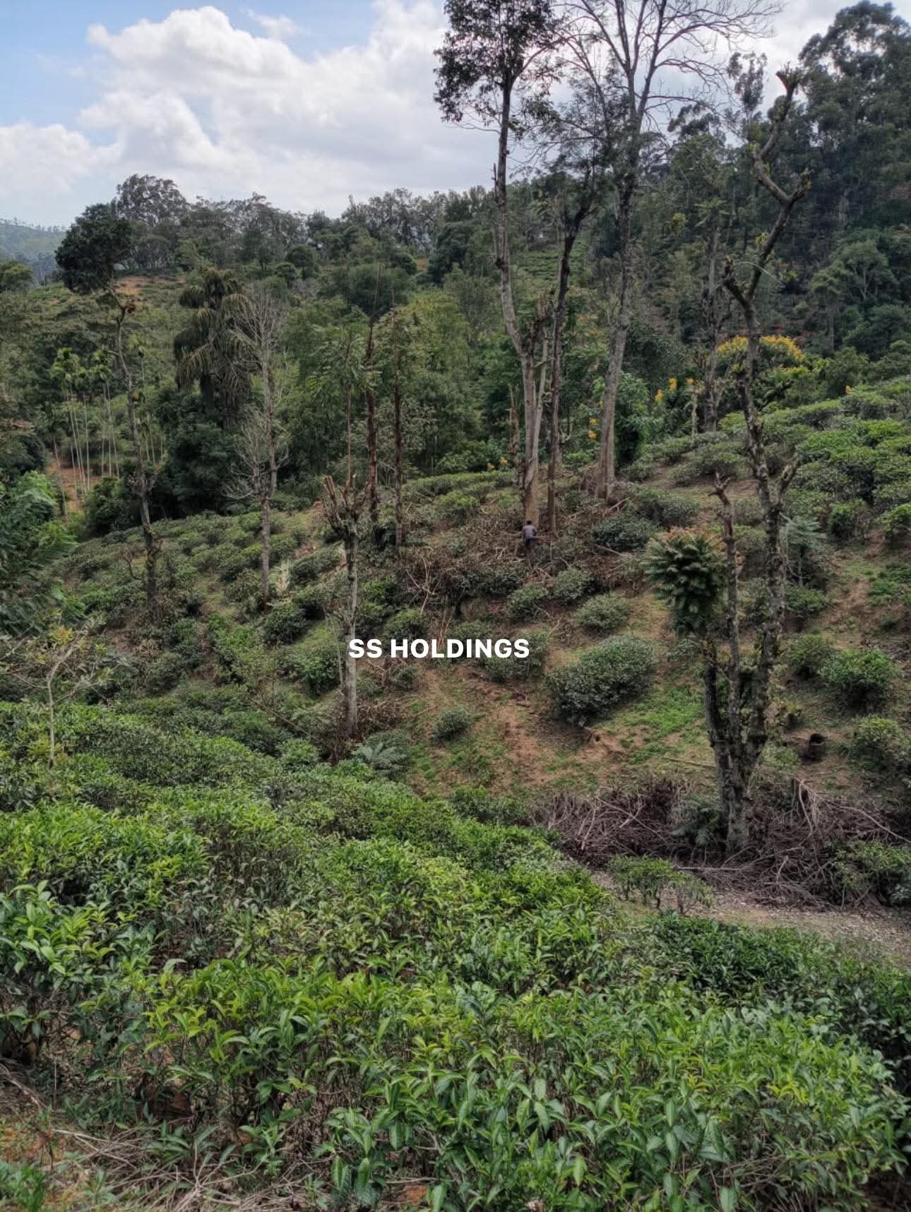 Commercial Land for Sale in Welimada