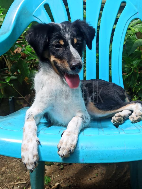 Dog For kind home