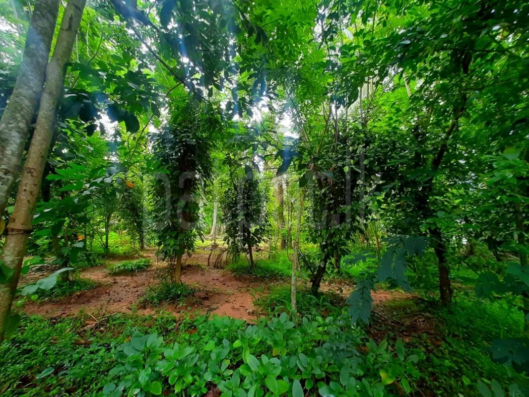 Residential Land for Sale in Kalawana