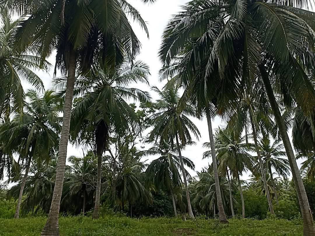 Agricultural Land for Sale in Puttalam