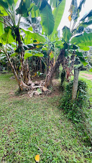 Residential Land for Sale in Welawa Juncton