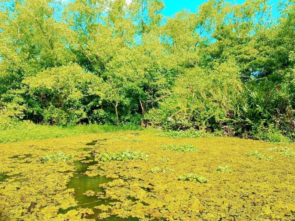 Agricultural Land for Sale in Panadura