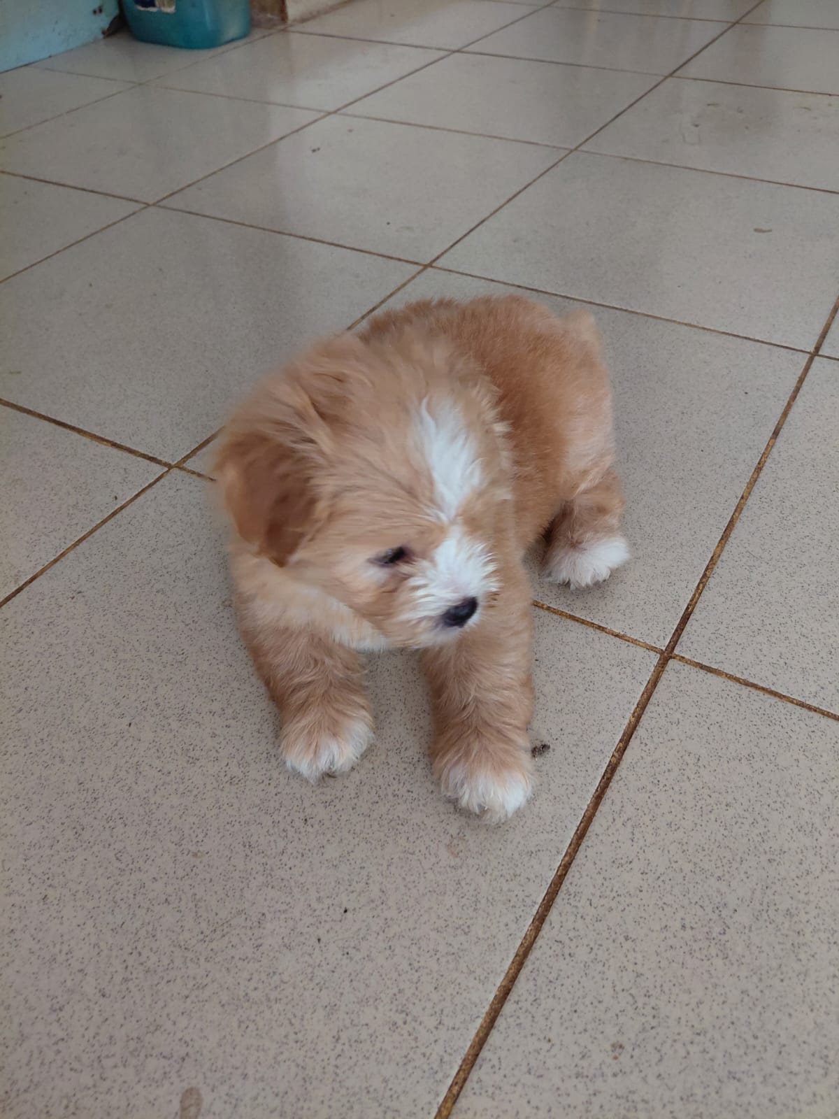 Tibetan Terrier Puppies For Sale
