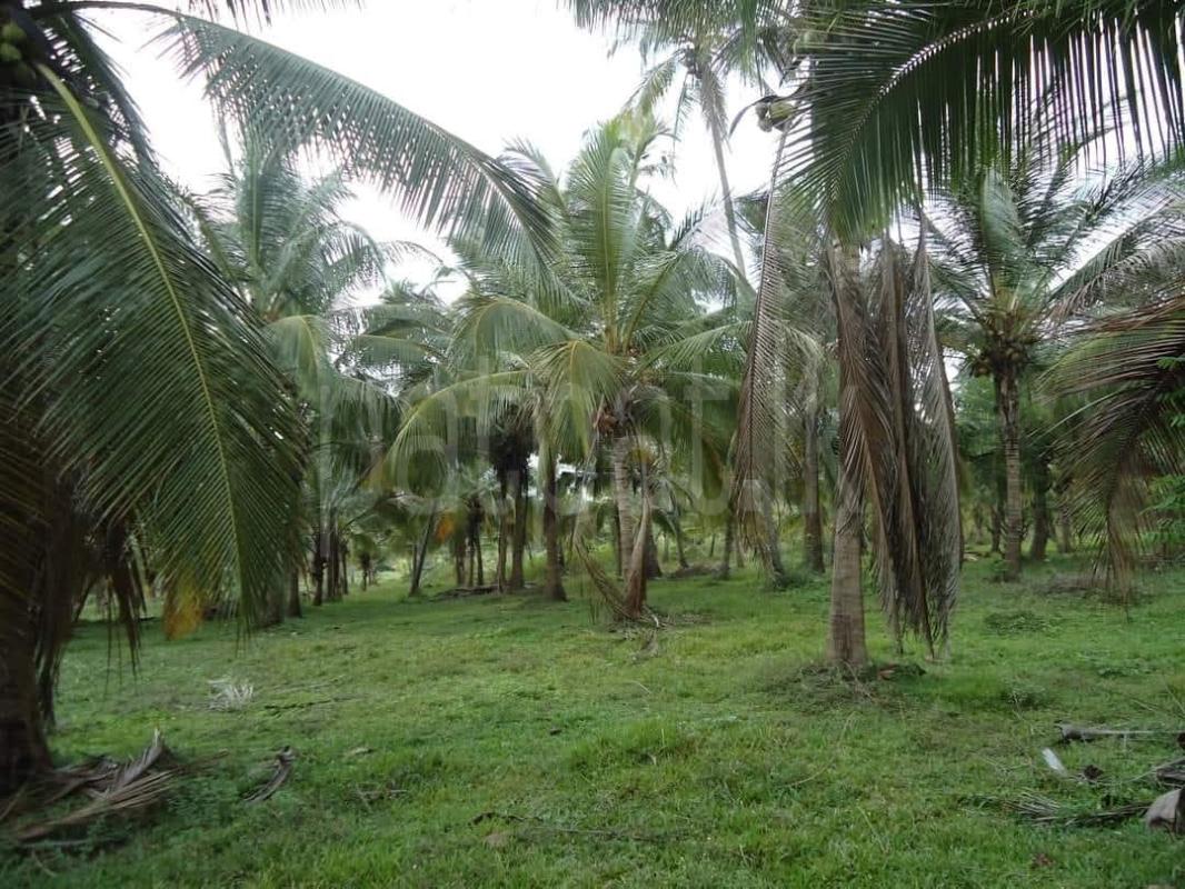 Agricultural Land for Sale in Kurunegala