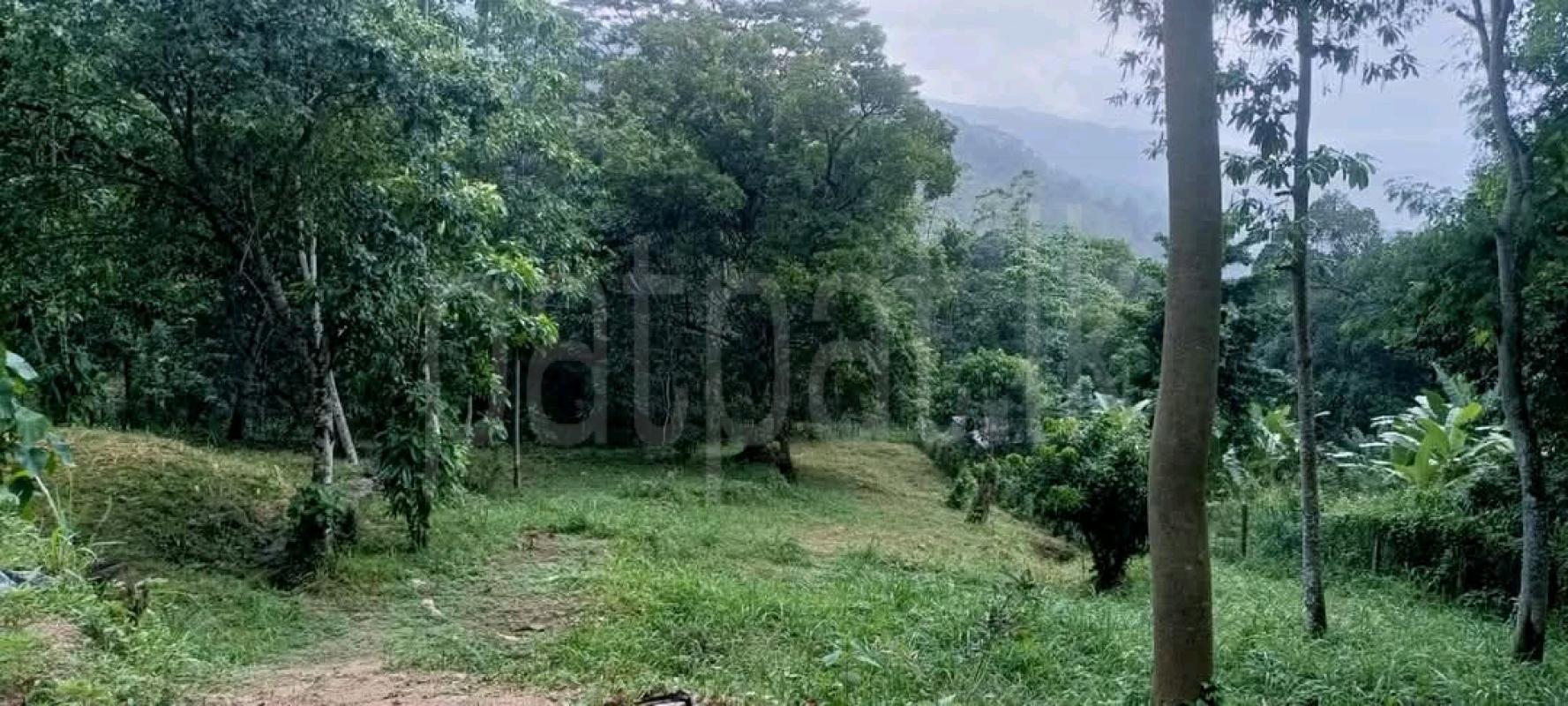 Agricultural Land for Sale in Ridigama