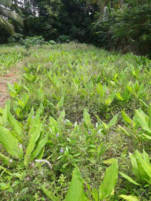 Agricultural Land for Sale in Maho ads-image-1