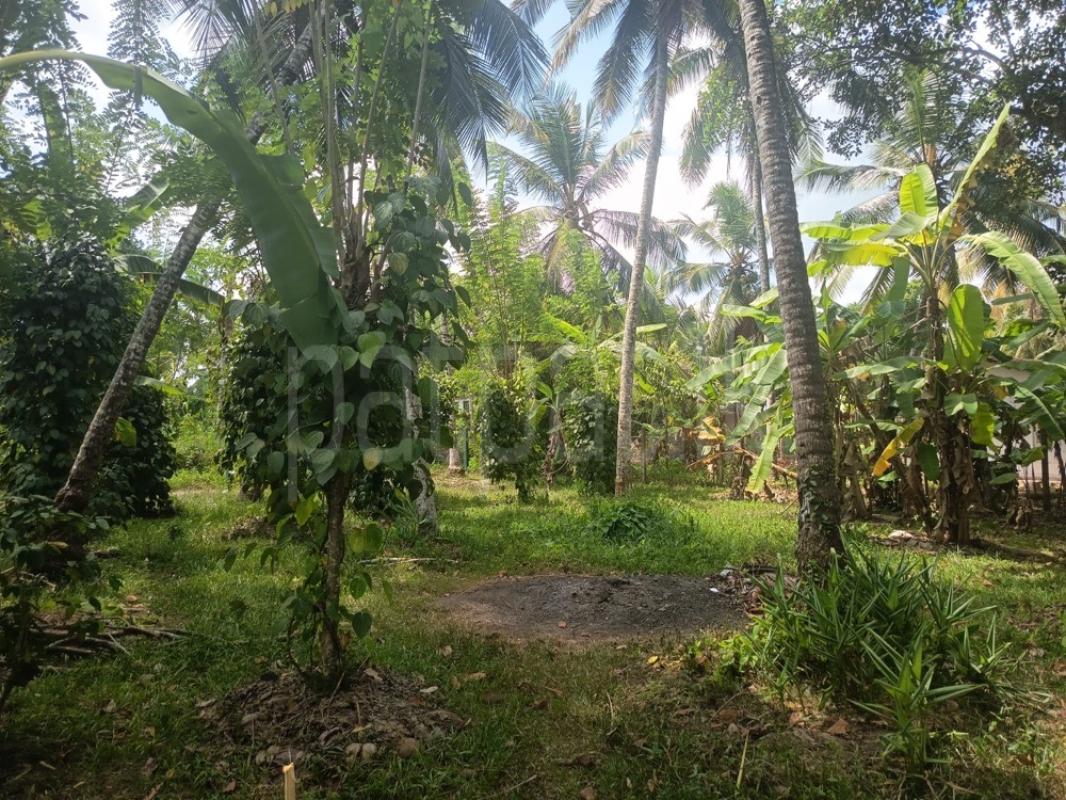 Residential Land for Sale in Yakkala ads-image-1