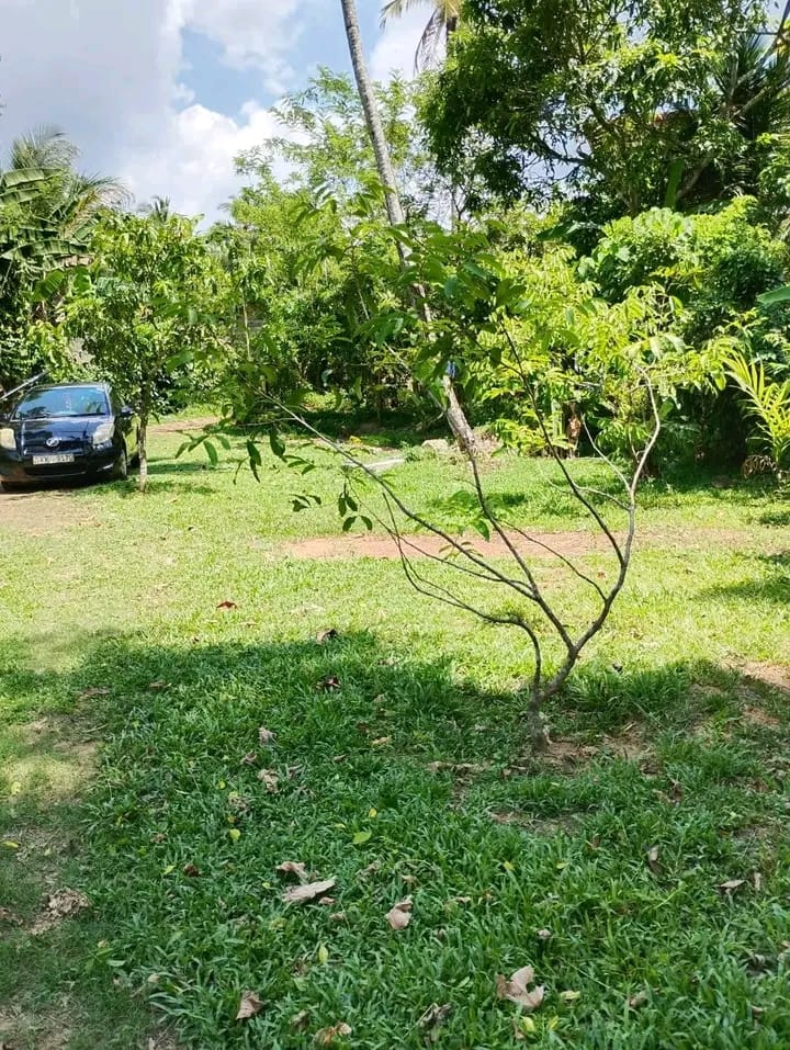 Commercial Land for Sale in Yakkala