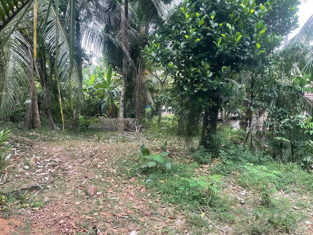 Agricultural Land for Sale in Homagama ads-image-1