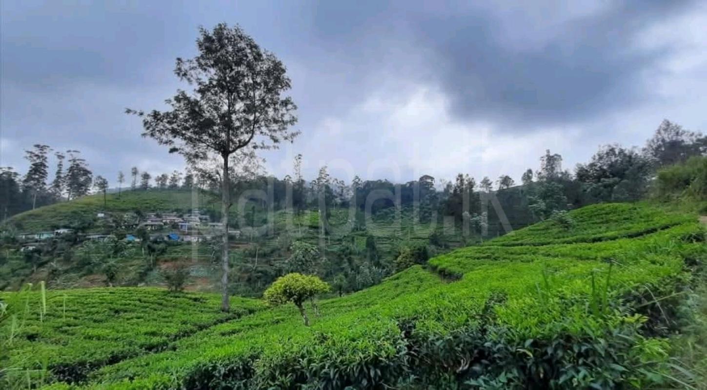 Agricultural Land for Sale in Labukele ads-image-1