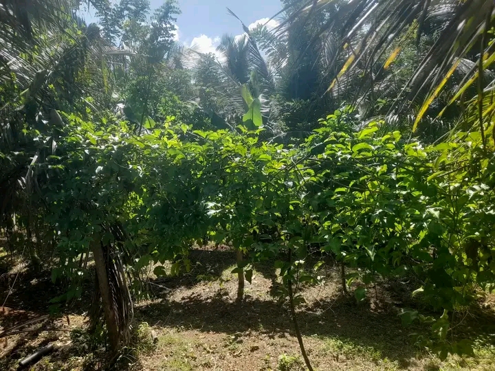 Residential Land for Sale in Ranna