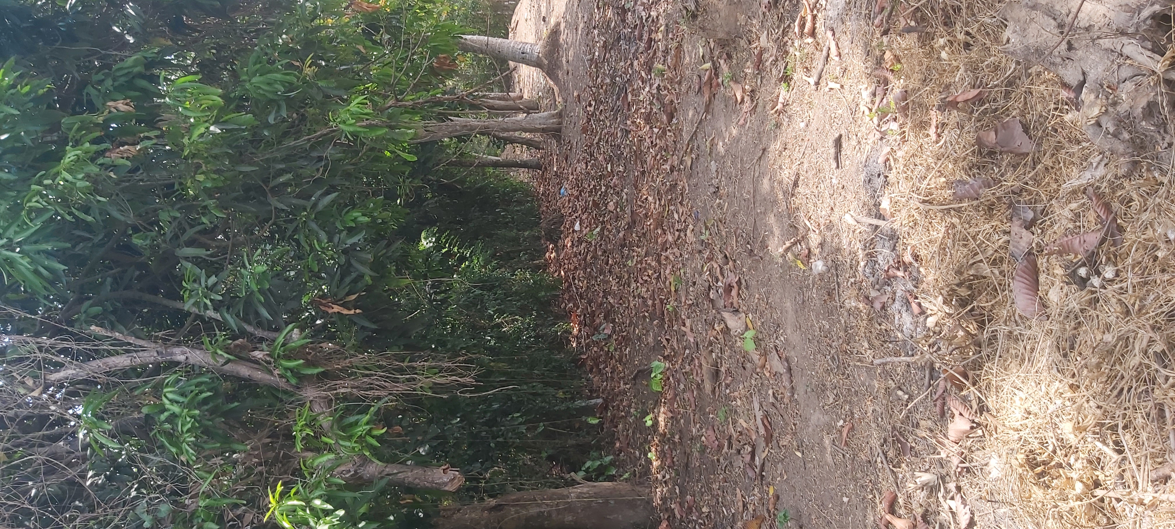 Residential Land for Sale in Minuwangoda