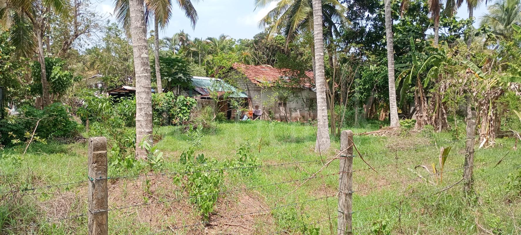 Commercial Land for Sale in Nattandiya