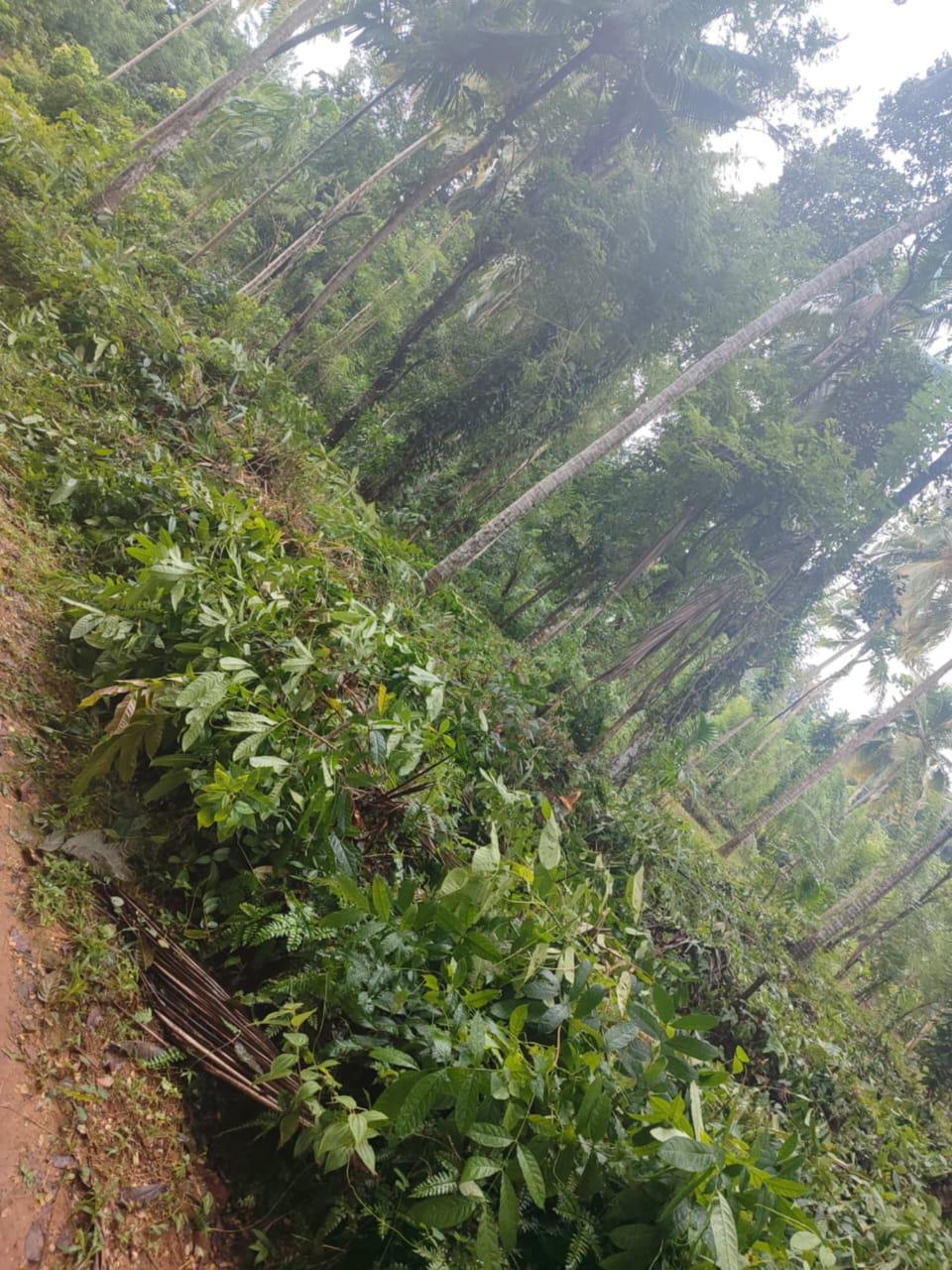 Agricultural Land for Sale in Kegalle ads-image-1