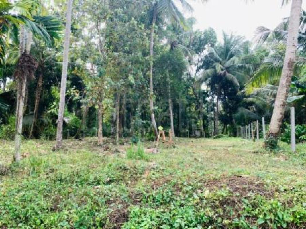 Agricultural Land for Sale in Narammala