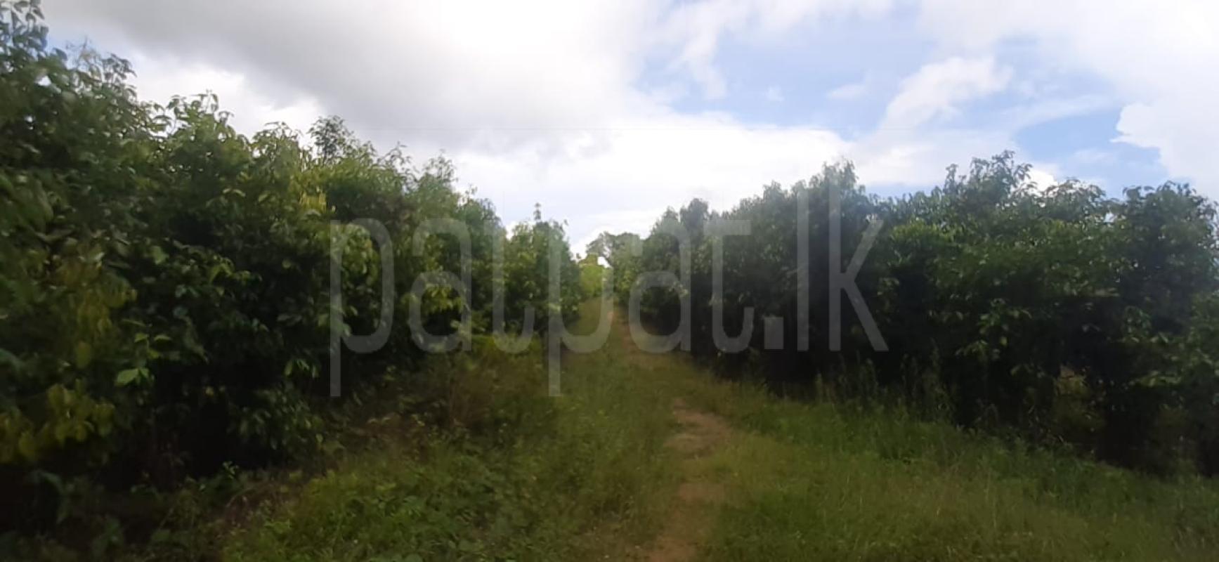 Commercial Land for Sale in Ambepussa ads-image-1