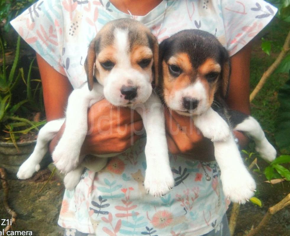 premium-listing-image