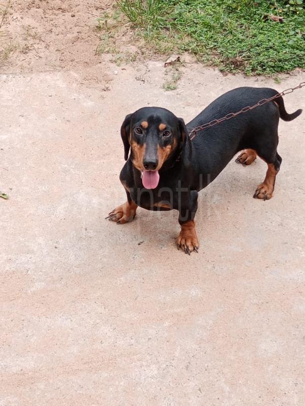 DOG CROSING