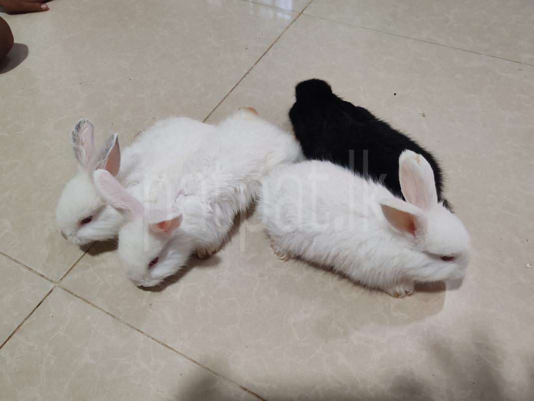 Rabbit