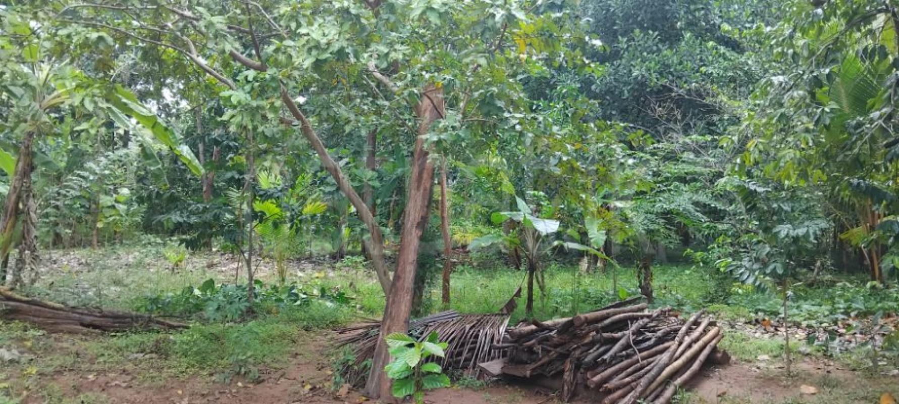 Commercial Land for Sale in Dambulla ads-image-1